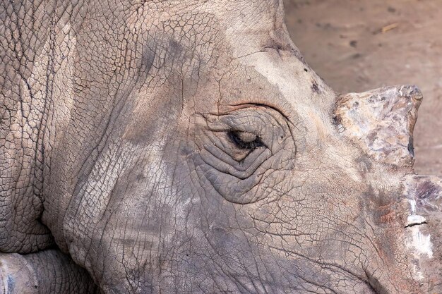 Foto un primer plano de un elefante