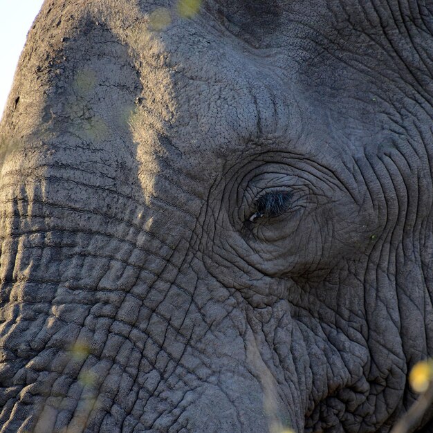 Foto un primer plano de un elefante