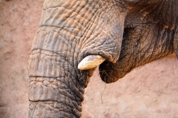 Foto un primer plano de un elefante