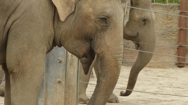 Foto un primer plano de un elefante