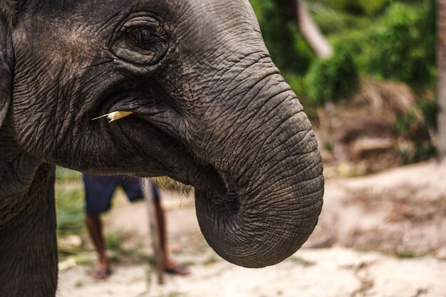 Foto un primer plano de un elefante