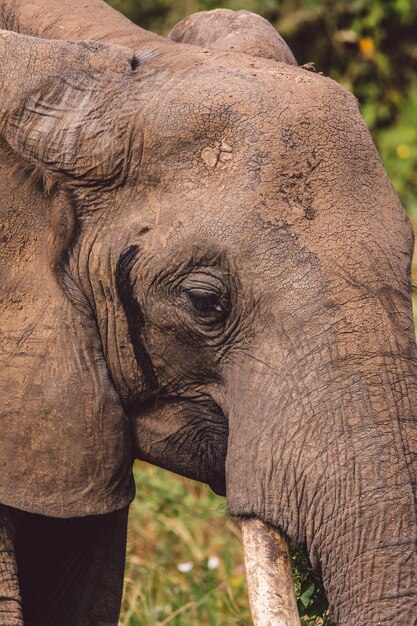 Foto un primer plano de un elefante