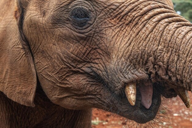 Un primer plano de un elefante