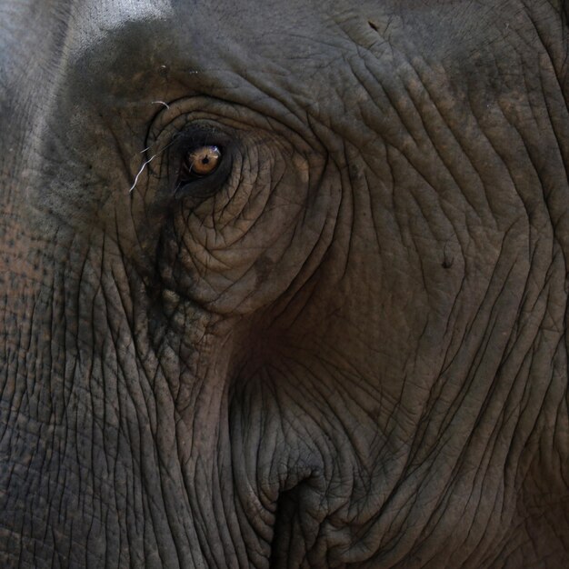 Foto un primer plano de un elefante