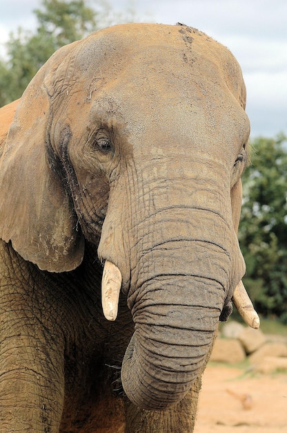 Un primer plano de un elefante