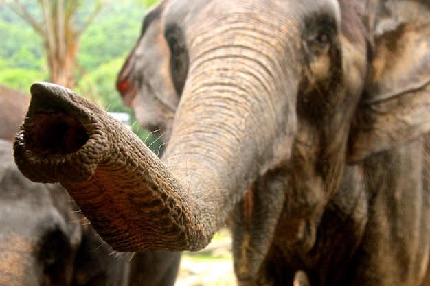 Foto un primer plano de un elefante