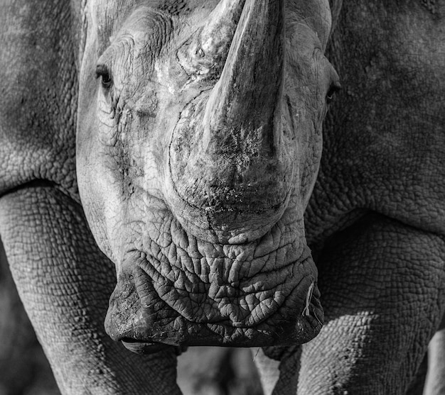 Foto un primer plano de un elefante