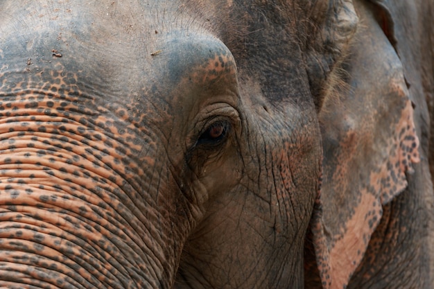 primer plano elefante