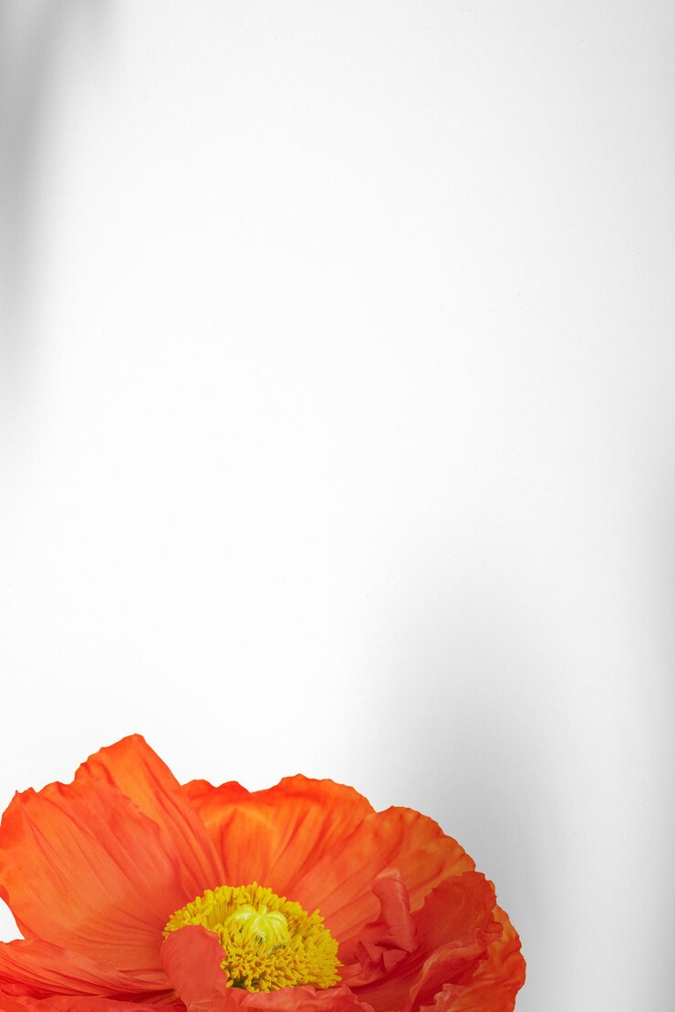 Primer plano del elemento de diseño de la flor de amapola roja