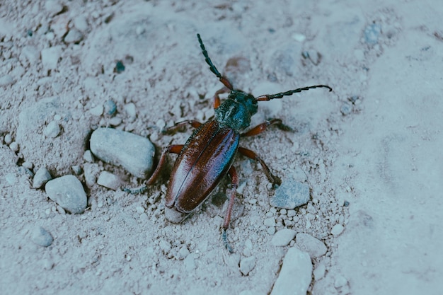 Primer plano de enfoque selectivo de un insecto llamado escarabajo barrenador de la raíz en el suelo