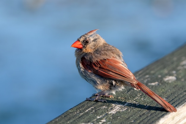 Primer plano de enfoque selectivo de un pájaro cardenal femenino posado en la valla