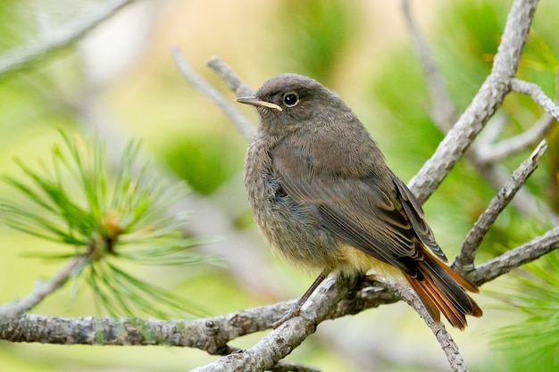 Primer plano de enfoque selectivo de un pájaro llamado Colirrojo Colirrojo posado en un árbol