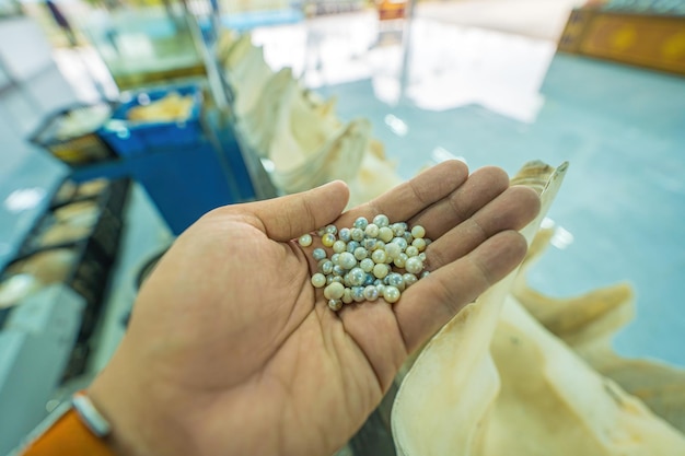 Primer plano y enfoque selectivo de las perlas cultivadas dentro del buceador de perlas de concha de ostra que muestra cómo abrir una concha para encontrar perlas de agua salada una antigua tradición en los países del golfo como los Emiratos Árabes Unidos