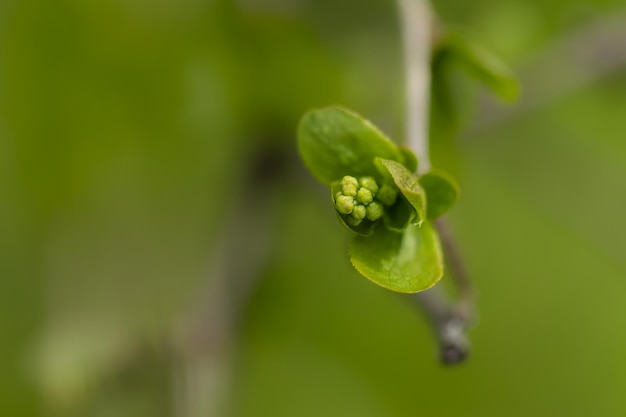 Un primer plano de un enjambre verde en una rama