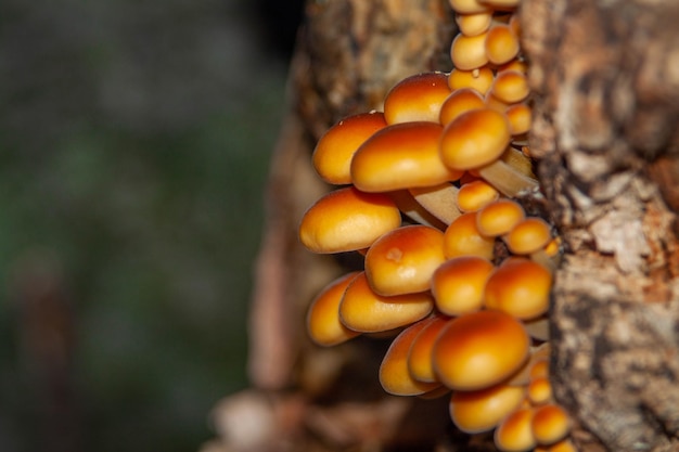 Primer plano de Enoki naranja o hongos comestibles de mango de terciopelo en un árbol en primer plano