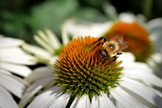 Primer plano de equinácea White Swan con una abeja