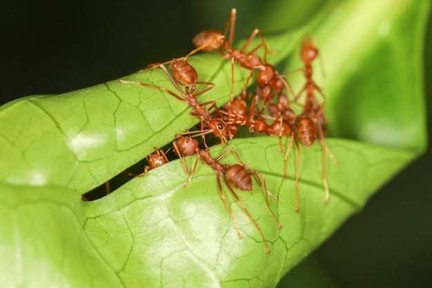 Primer plano Los equipos de hormigas rojas recogen hojas para construir un nido con las hojas.