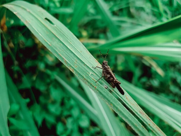 Primer plano de error en el fondo de hoja verde hermosa naturaleza concepto hoja tropical