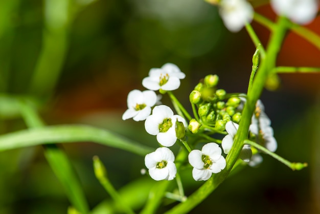 El primer plano es un pequeño primer plano de alyssum blanco de lobularia blanco floreciente con lugar para texto y espacio de copia