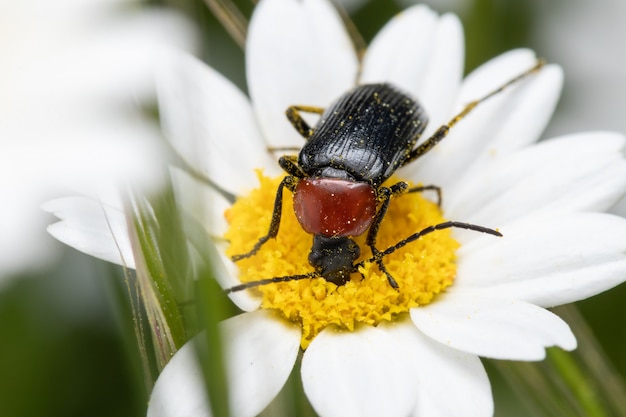 Primer plano de un escarabajo negro sobre una flor de margarita en un jardín.