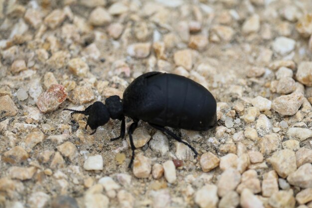 Foto primer plano del escarabajo negro