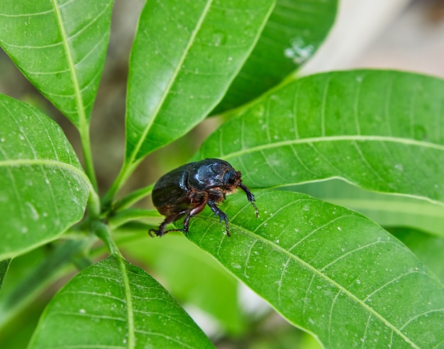 Primer plano de un escarabajo de tierra sobre follaje verde en un día soleado