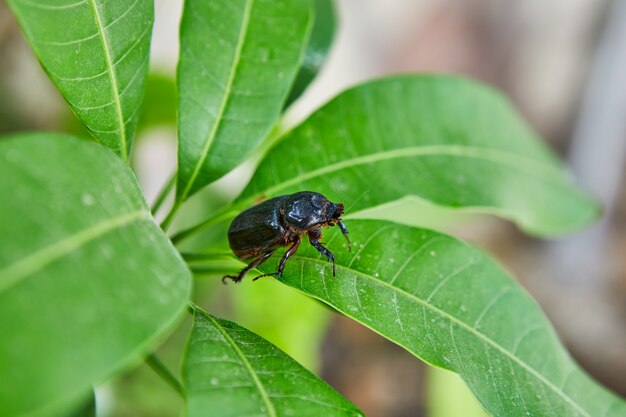 Primer plano de un escarabajo de tierra sobre follaje verde en un día soleado