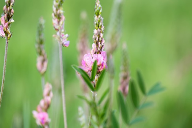 Primer plano de una esparceta común onobrychis viciifolia flor en flor Flor de miel Hermosa rosa flor silvestre Hierbas de pradera