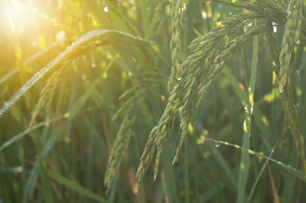 Primer plano de espiga de arroz en el campo de arroz en otoño