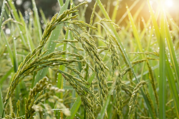 Primer plano de espiga de arroz en el campo de arroz en otoño