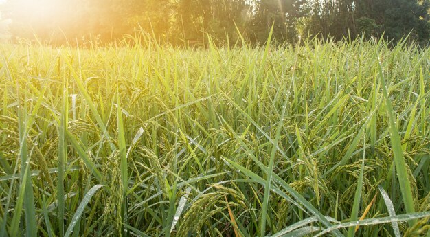 Primer plano de espiga de arroz en el campo de arroz en otoño