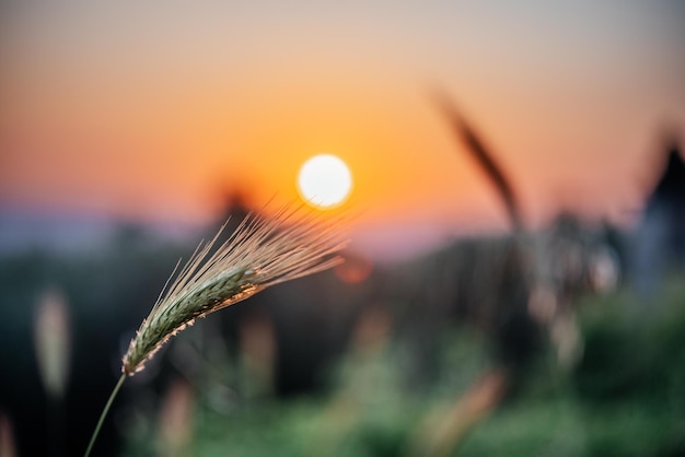 Primer plano de espiga de trigo contra el sol poniente en el campo