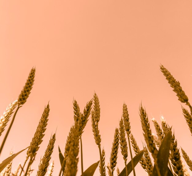 Foto primer plano de espigas doradas de trigo o centeno al atardecer ángulo de disparo cero