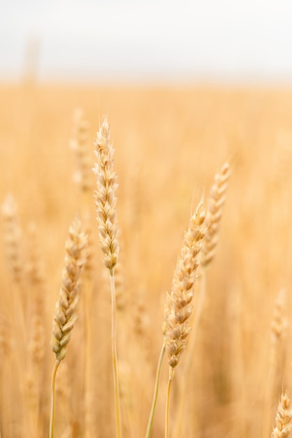 Primer plano de espigas de trigo en el campo