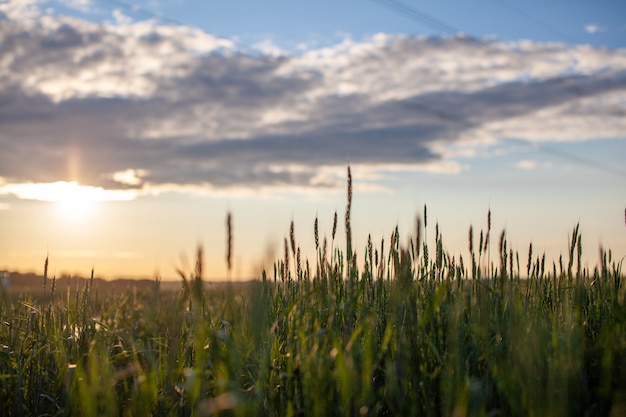 Primer plano de espigas verdes de trigo o centeno al atardecer en un campo. Comida mundial mundial con puesta de sol en el fondo de la escena del otoño de la tierra agrícola. Feliz campo agrícola.