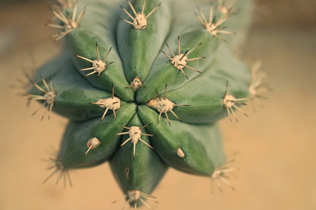 Primer plano de espina de cactus