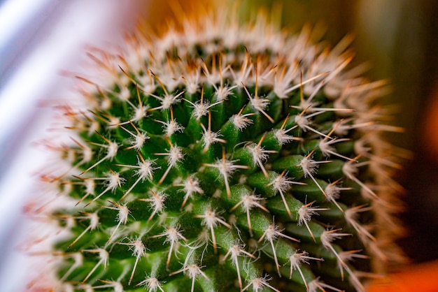 Primer plano de espinas afiladas en un cactus barril