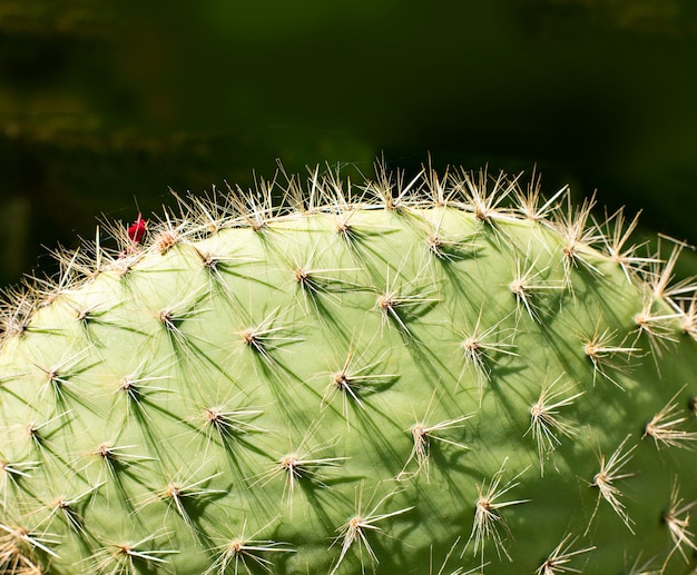 Primer plano de espinas de cactus, cactus de fondo con espinas