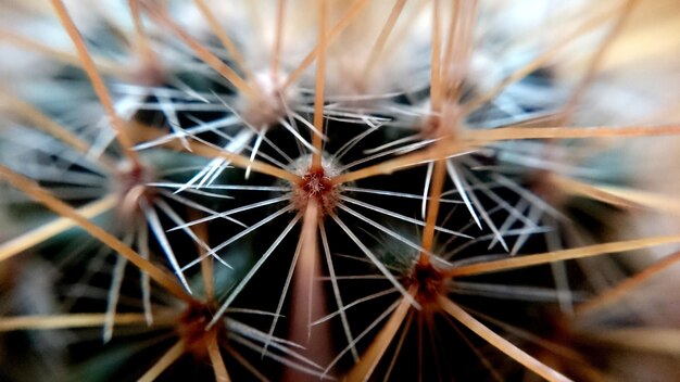 Foto un primer plano de las espinas de un cactus