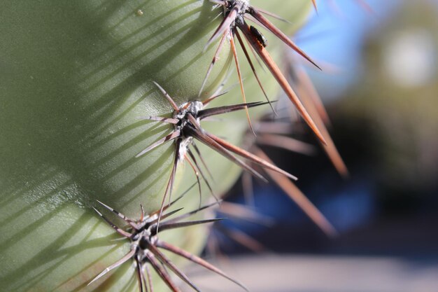 Foto un primer plano de las espinas de un cactus