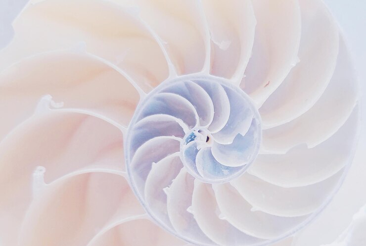 Foto primer plano de la espiral de conchas marinas pastel