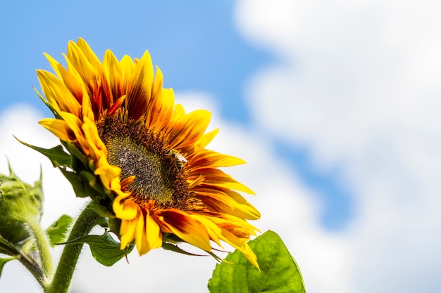 Primer plano de esquina de hojas de girasol