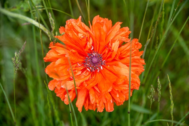 Primer plano de estambre de flor de amapola roja Cabeza de amapola roja sobre fondo verde