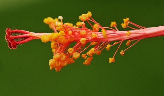 Foto primer plano del estambre de la flor