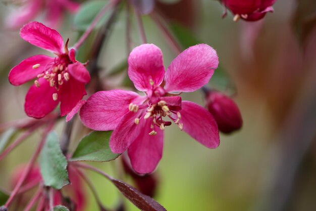 Primer plano de estambres y pistilos de flores de cerezo con enfoque selectivo