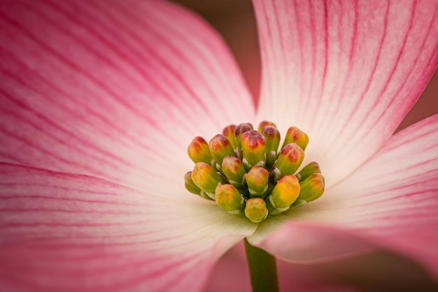 Un primer plano del estamen del dogwood en flor en un campo bajo la luz del sol