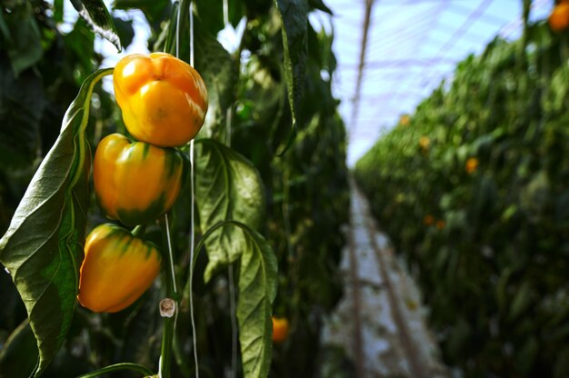 En primer plano están los frutos del pimiento dulce