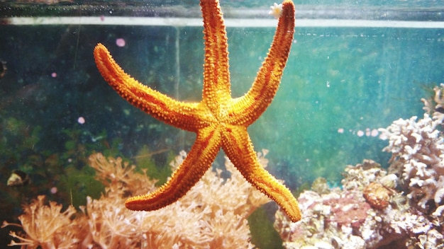 Primer plano de las estrellas de mar en el acuario