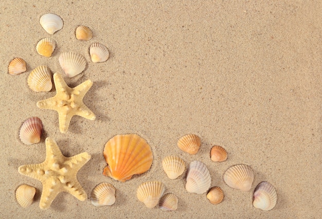 Foto primer plano de estrellas de mar y conchas marinas sobre un fondo de arena