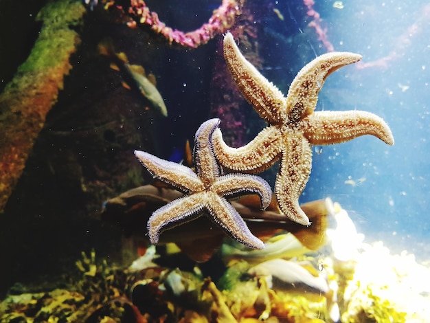 Foto primer plano de las estrellas de mar en el mar